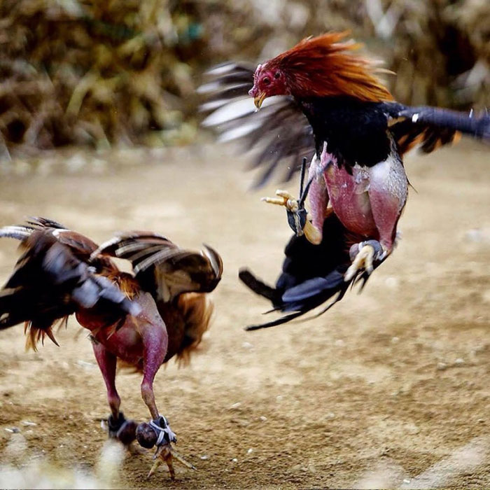 Tradisi Adu Ayam di Bali