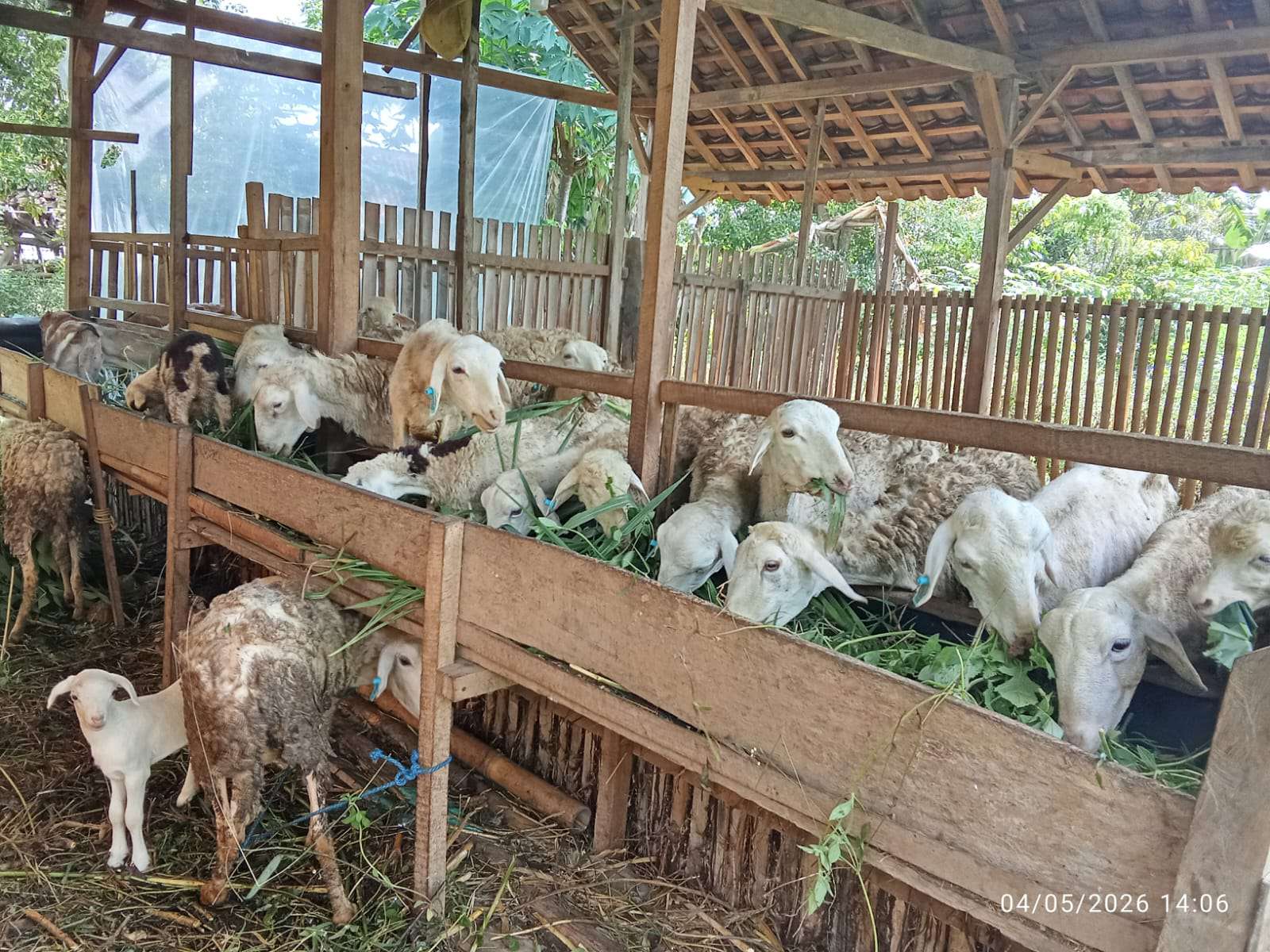 Foto: Kambing bantuan pemerintah dikelola kelompok tani di Madiun dengan sistem kandang terpisah