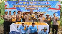 Foto: Personel Polsek Kenjeran bersama warga dan petani saat kegiatan panen raya jagung di Tambak Wedi Baru Surabaya