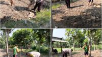 Foto: Bhabinkamtibmas Kelurahan Jambangan bersama kelompok tani melakukan penanaman jagung di lahan produktif Surabaya untuk mendukung ketahanan pangan nasional. Foto: Bhabinkamtibmas Kelurahan Jambangan bersama kelompok tani melakukan penanaman jagung di lahan produktif Surabaya untuk mendukung ketahanan pangan nasional.