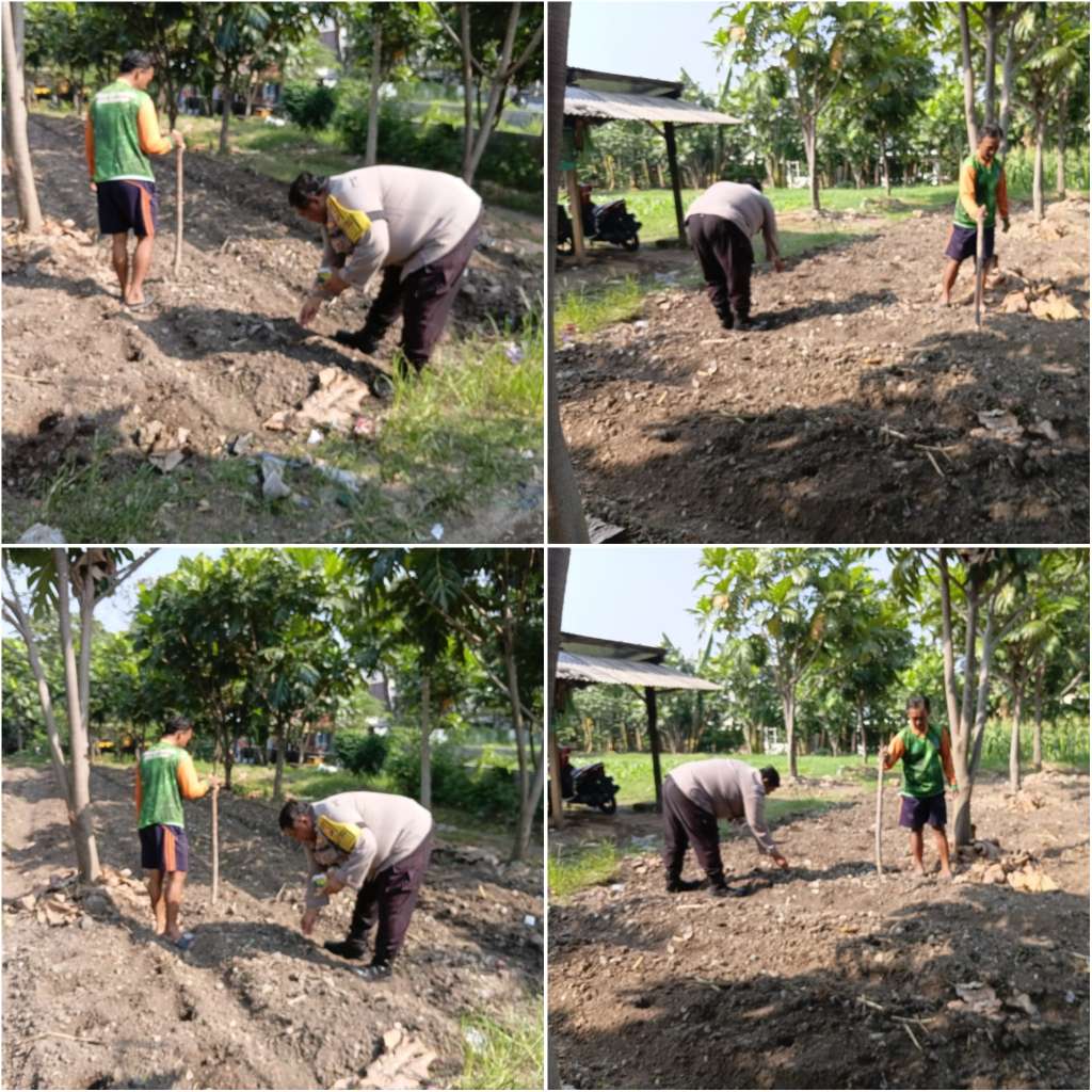 Foto: Bhabinkamtibmas Kelurahan Jambangan bersama kelompok tani melakukan penanaman jagung di lahan produktif Surabaya untuk mendukung ketahanan pangan nasional.