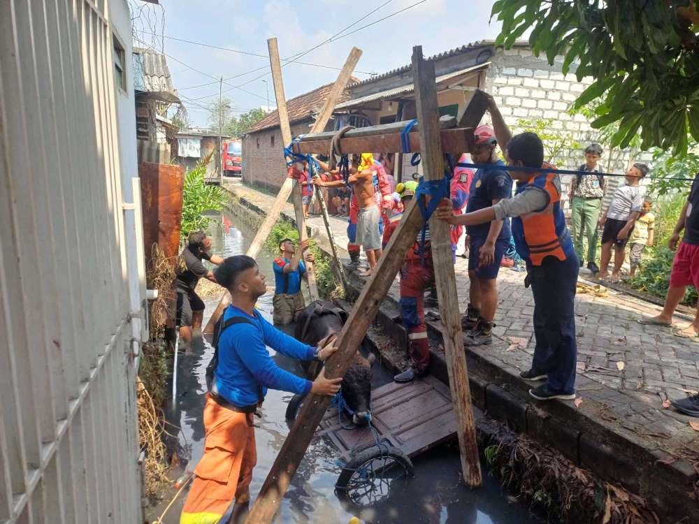 Foto: Petugas gabungan BPBD dan DPKP Surabaya mengevakuasi sapi yang tercebur ke sungai di Jalan Raci Gang 2 Benowo Surabaya.
