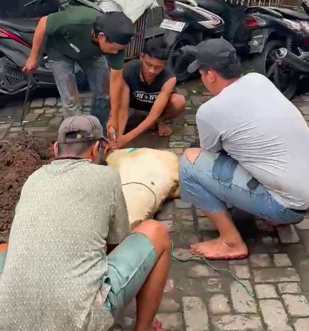 Foto: Prosesi penyembelihan hewan kurban di Rumah Rehabilitasi LRPPN-BI Surabaya bersama residen dan petugas rehabilitasi pada Hari Raya Idul Adha 1447 H.
