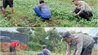 Foto: Kegiatan panen raya bayam oleh Polres Pelabuhan Tanjung Perak bersama kelompok tani di Tambak Wedi Kenjeran Surabaya untuk mendukung ketahanan pangan lokal.