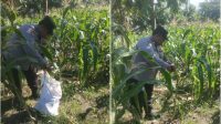Foto: Bhabinkamtibmas Jambangan bersama kelompok tani saat panen jagung di lahan BTKD Kebun Agung Surabaya untuk mendukung ketahanan pangan masyarakat.