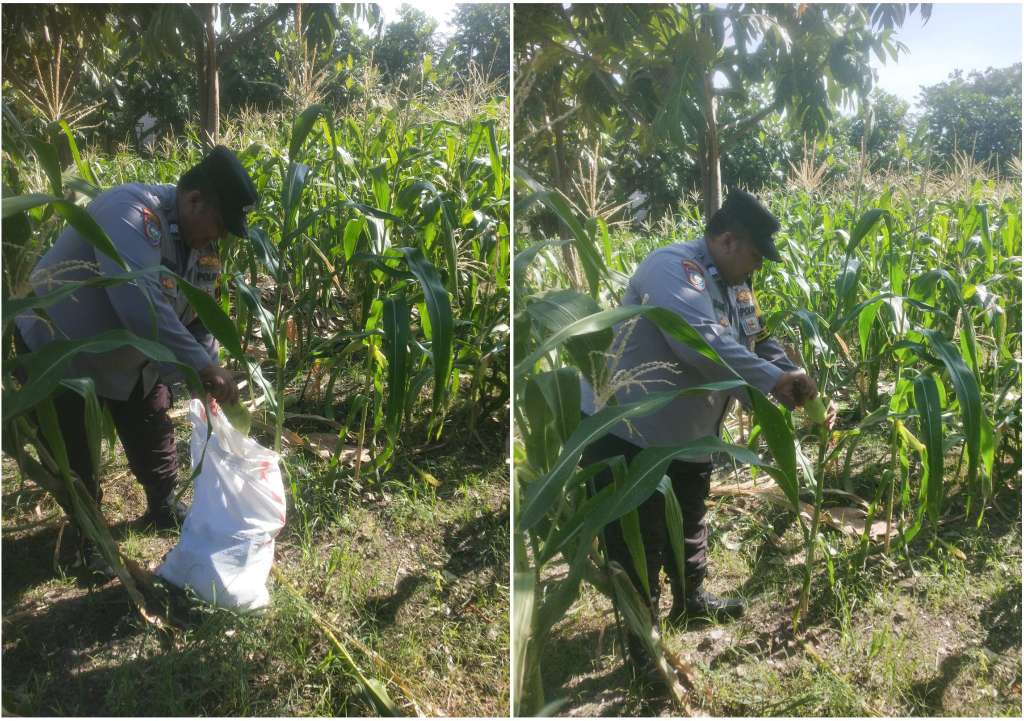 Foto: Bhabinkamtibmas Jambangan bersama kelompok tani saat panen jagung di lahan BTKD Kebun Agung Surabaya untuk mendukung ketahanan pangan masyarakat.