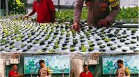 Foto: Bhabinkamtibmas Jemur Wonosari saat meninjau kebun hidroponik warga dengan ribuan tanaman sayuran dan herbal untuk mendukung ketahanan pangan di Surabaya. Foto: Bhabinkamtibmas Jemur Wonosari saat meninjau kebun hidroponik warga dengan ribuan tanaman sayuran dan herbal untuk mendukung ketahanan pangan di Surabaya.