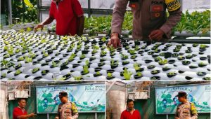 Foto: Bhabinkamtibmas Jemur Wonosari saat meninjau kebun hidroponik warga dengan ribuan tanaman sayuran dan herbal untuk mendukung ketahanan pangan di Surabaya.