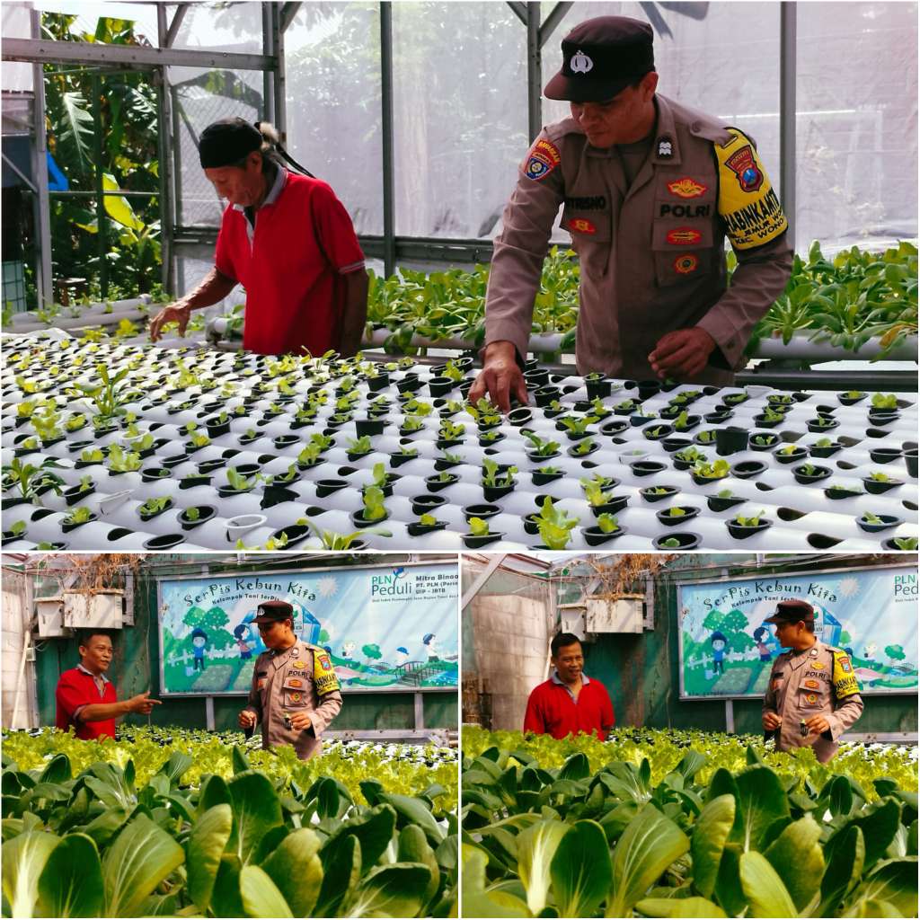 Foto: Bhabinkamtibmas Jemur Wonosari saat meninjau kebun hidroponik warga dengan ribuan tanaman sayuran dan herbal untuk mendukung ketahanan pangan di Surabaya.