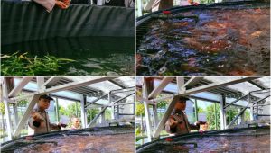 Foto: Bhabinkamtibmas Kelurahan Jemur Wonosari saat meninjau budidaya 1.400 ikan nila menggunakan teknologi RAS untuk mendukung ketahanan pangan di Surabaya.