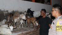 Foto: Bhabinkamtibmas Kelurahan Sumberrejo AIPTU Andi Nurcahyanto saat mengunjungi peternakan kambing milik warga di Kecamatan Pakal Surabaya untuk mendukung program ketahanan pangan nasional.