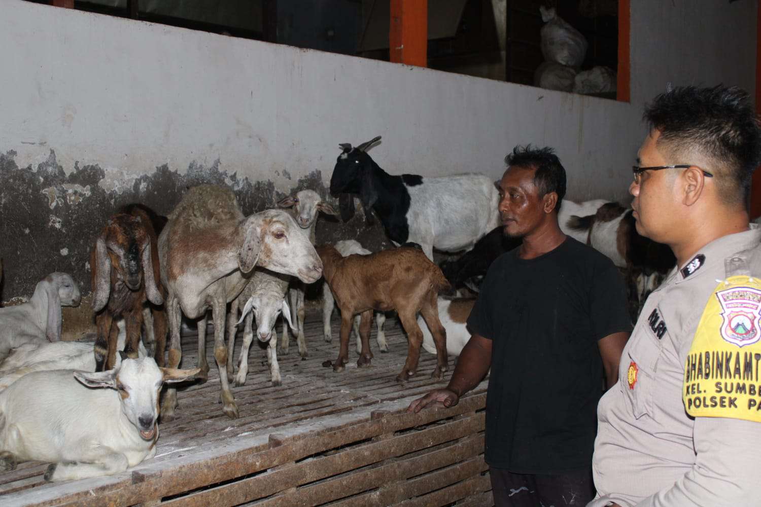 Foto: Bhabinkamtibmas Kelurahan Sumberrejo AIPTU Andi Nurcahyanto saat mengunjungi peternakan kambing milik warga di Kecamatan Pakal Surabaya untuk mendukung program ketahanan pangan nasional.