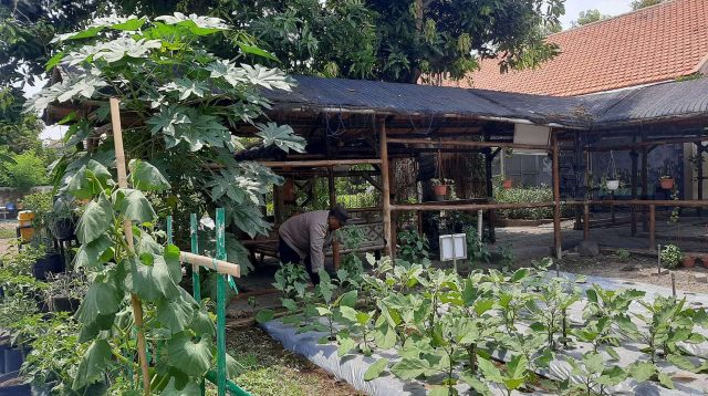 Foto: Bhabinkamtibmas Polsek Jambangan bersama Tiga Pilar meninjau lahan Kelompok Tani Satu Padu di Kelurahan Jambangan, Surabaya, sebagai upaya memperkuat ketahanan pangan masyarakat.