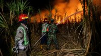 Foto: Babinsa dan petugas Damkar memadamkan kebakaran lahan tebu seluas 3,5 hektare di Desa Gunungsari, Kabupaten Madiun