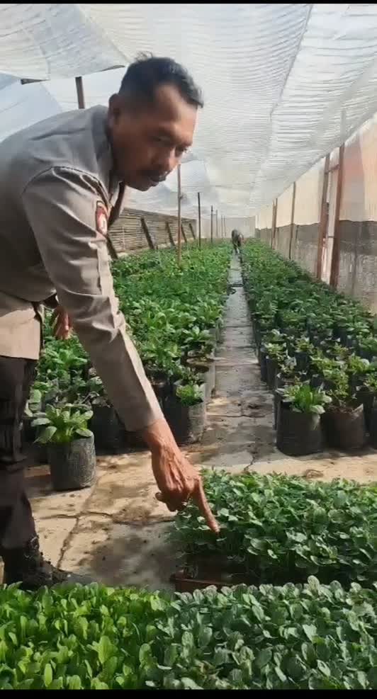Foto: Aiptu Sugeng Priyanto mengelola tanaman hortikultura dan budidaya ikan nila di Desa Nglambangan, Kabupaten Madiun.