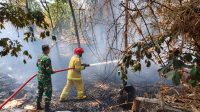Foto: Babinsa dan petugas Damkar memadamkan kebakaran lahan jati di Dolopo Kabupaten Madiun Foto: Babinsa dan petugas Damkar memadamkan kebakaran lahan jati di Dolopo Kabupaten Madiun