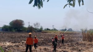 Foto: Kebakaran lahan tebu PG Redjo Agung di Desa Sambirejo, Kecamatan Jiwan, Kabupaten Madiun