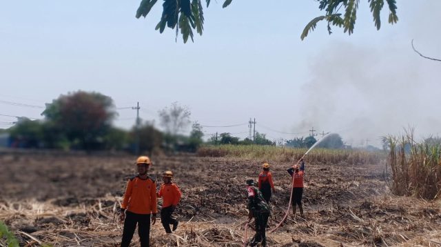 Foto: Kebakaran lahan tebu PG Redjo Agung di Desa Sambirejo, Kecamatan Jiwan, Kabupaten Madiun