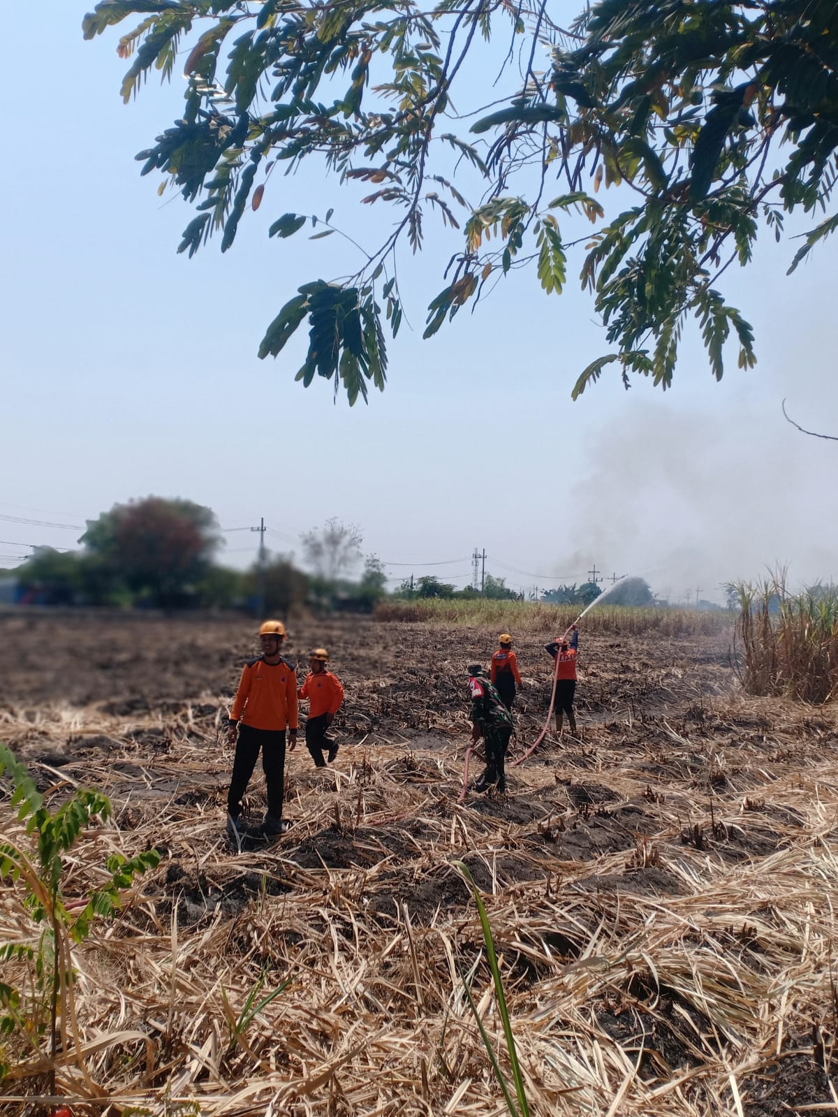 Foto: Kebakaran lahan tebu PG Redjo Agung di Desa Sambirejo, Kecamatan Jiwan, Kabupaten Madiun