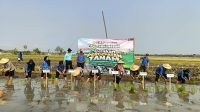 Foto: Gerakan Tanam Padi Serentak Polsek Jiwan bersama kelompok tani di Kincang Wetan Kabupaten Madiun
